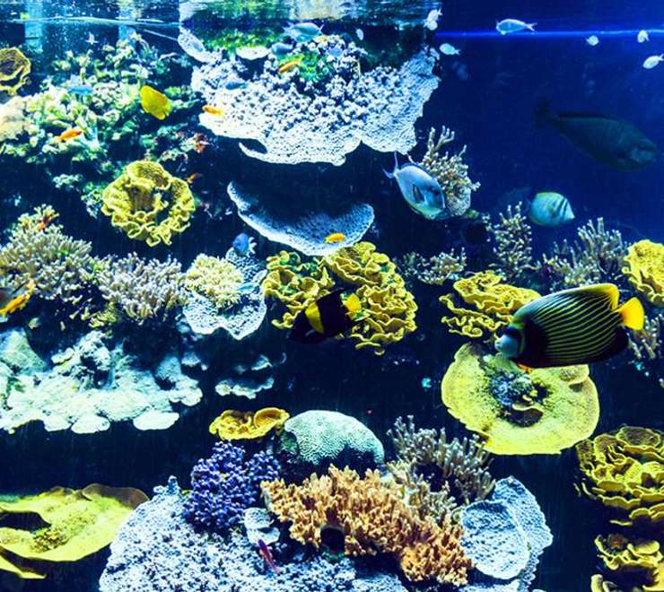 Musee Oceanographique