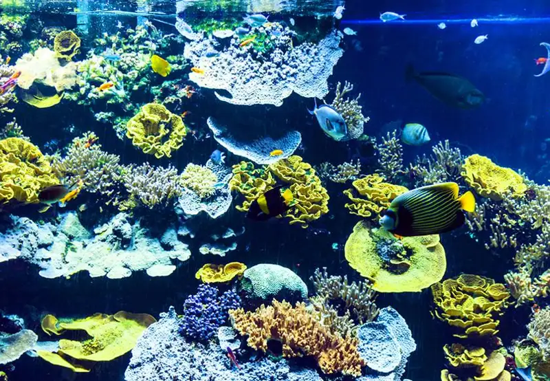 Musee Oceanographique Monte Carlo Monaco