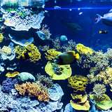 Musee Oceanographique Monte Carlo Monaco