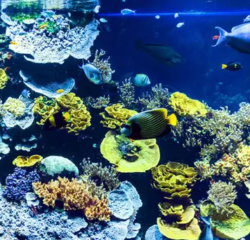 Image related to Musee Oceanographique