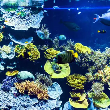 Image related to Musee Oceanographique