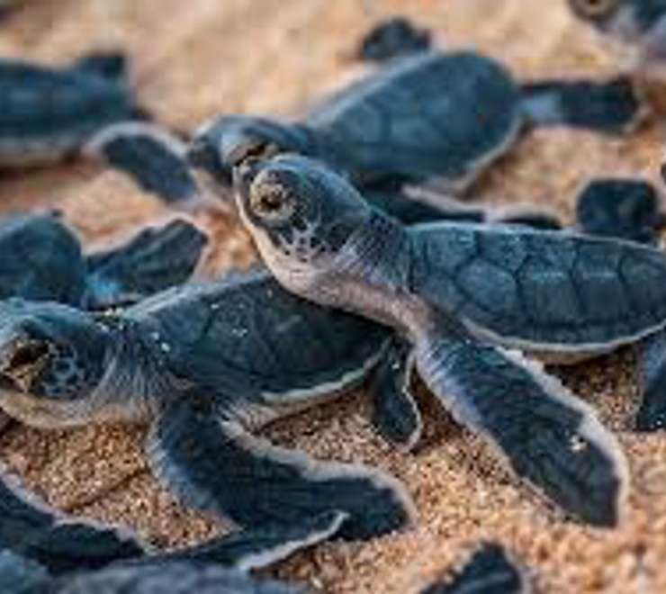 Turtle Nursery & Sanctuary