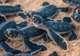 Turtle Nursery & Sanctuary