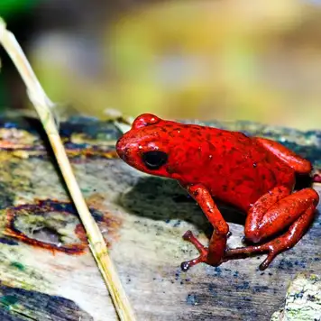 Image related to Las Hadas 