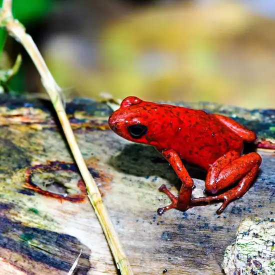 Image related to Las Hadras Manzanillo Mexico