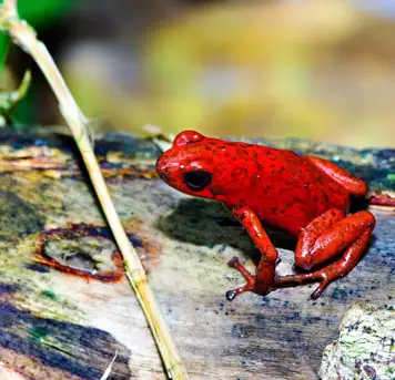 Image related to Las Hadas 