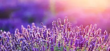 Image related to Botanic Gardens