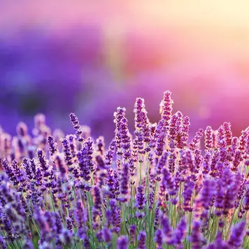 Image related to Botanic Gardens