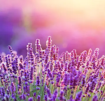 Image related to Botanic Gardens