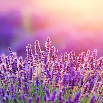 Image related to Botanic Gardens