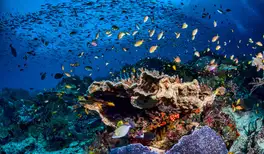 Image related to Snorkel the Protected Marine Sanctuary