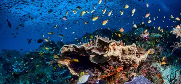 Image related to Snorkel the Protected Marine Sanctuary