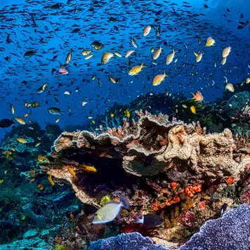 Image related to Snorkel the Protected Marine Sanctuary