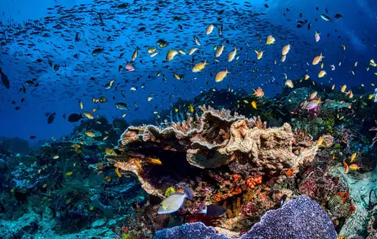 Image related to Snorkel the Protected Marine Sanctuary