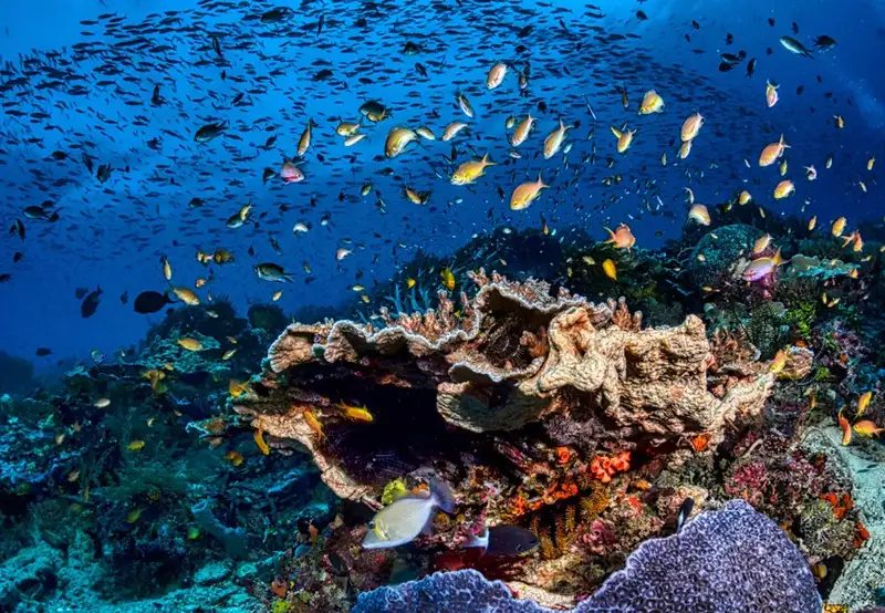 Snorkel the Protected Marine Sanctuary