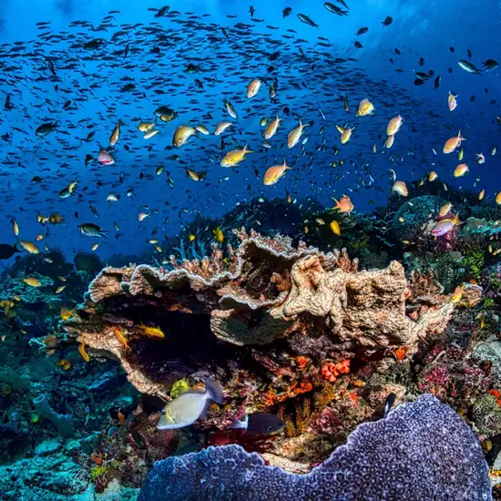 Image related to Snorkel the Protected Marine Sanctuary