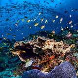 Image related to Snorkel the Protected Marine Sanctuary