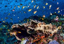 IgluCruise.Application.ViewModels.Shared.WebImageViewModel?.Description