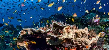 Image related to Snorkel the Protected Marine Sanctuary