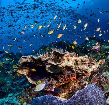 Image related to Snorkel the Protected Marine Sanctuary