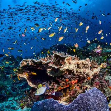 Image related to Snorkel the Protected Marine Sanctuary