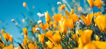 Image related to Botanical Garden