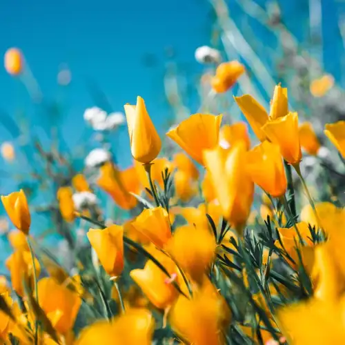 Image related to Botanical Garden