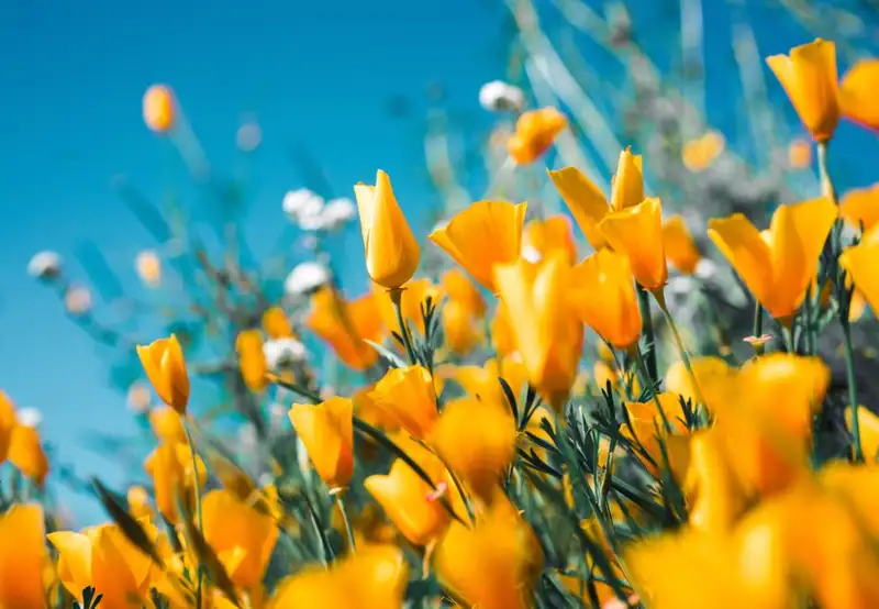 Image related to Botanical Garden