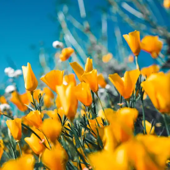 Image related to Botanical Garden