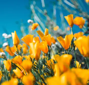 Image related to Botanical Garden