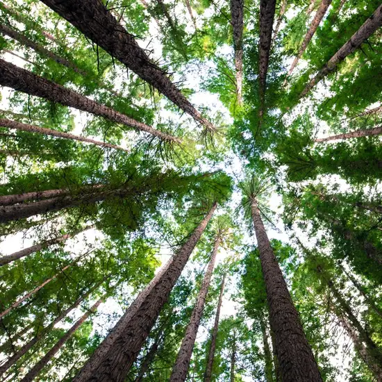 Image related to Cotubanamá National Park
