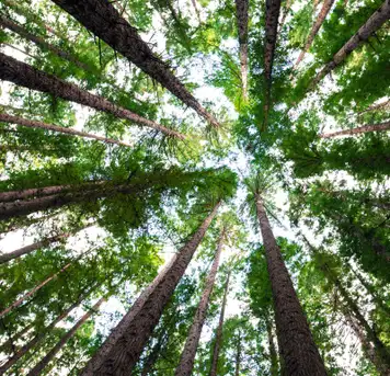 Image related to Cotubanamá National Park