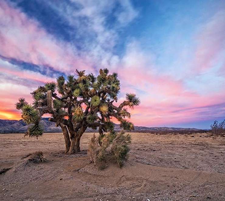 Mojave Desert