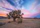 Mojave Desert