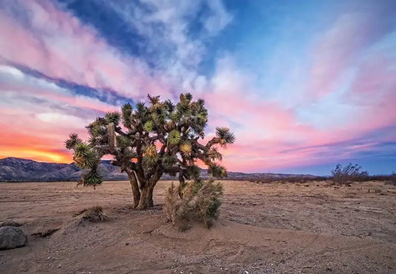 Mojave Desert