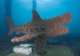  Busselton Jetty and Underwater Sculptures Snorkel Boat Tour