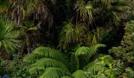 Image related to Trebah Garden