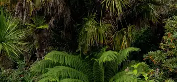 Image related to Trebah Garden