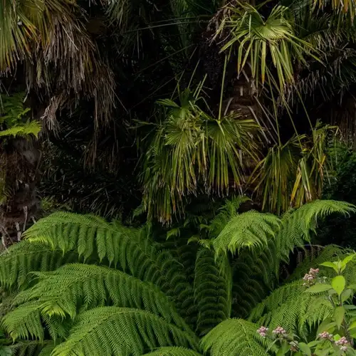 Image related to Trebah Garden