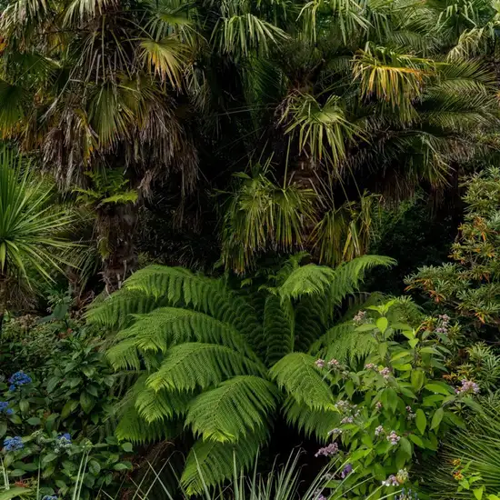 Image related to Trebah Garden