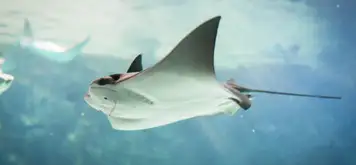 Image related to Image related to Swim with Stingrays