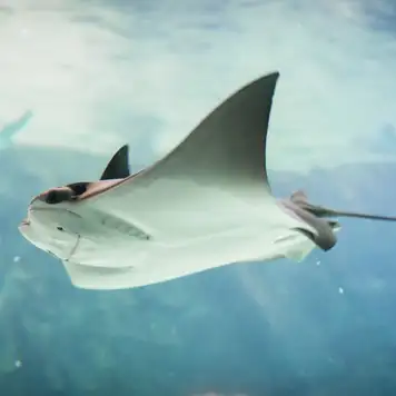 Image related to Swim with Stingrays