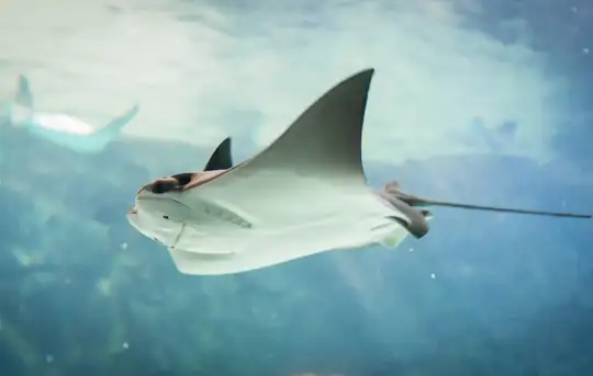 Swim with Stingrays