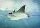 Swim with Stingrays