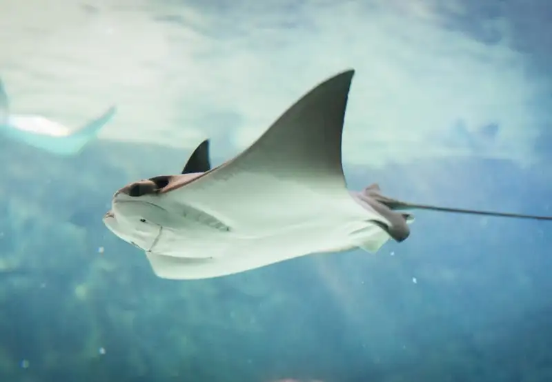 Swim with Stingrays