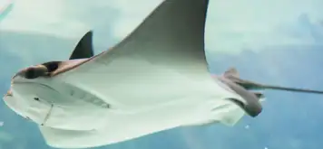 Image related to Swim with Stingrays