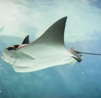 Image related to Image related to Swim with Stingrays