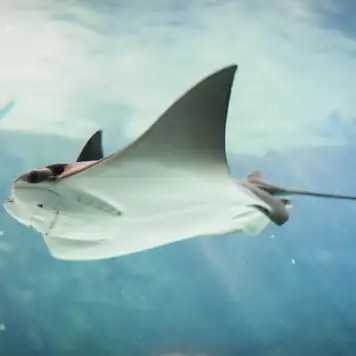 Image related to Image related to Swim with Stingrays