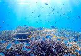 IgluCruise.Application.ViewModels.Shared.WebImageViewModel?.Description