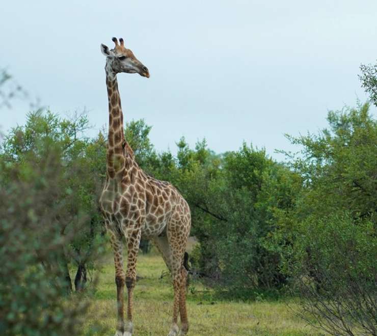 “Big Five” Game Drives